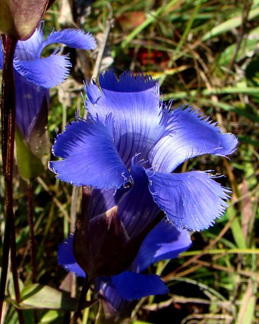 Fringed gentian