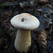 Lonely little mushroom