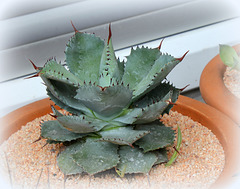 Agave isthmensis Agave isthmensis