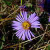 Aster