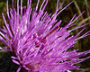 Thistle Flower