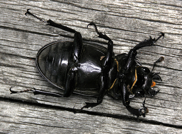 Female Stag Beetle