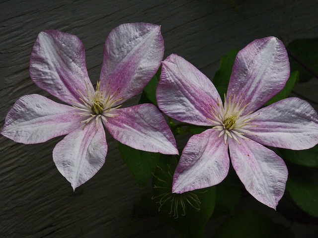 Clematis