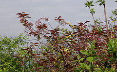 Prunus padus colorata