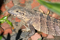 Female spinytail iguana
