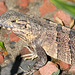 Female spinytail iguana