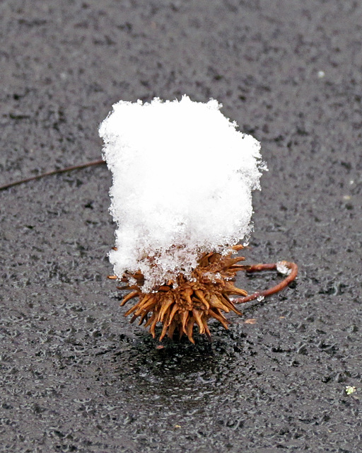 Snowcapped sweet gum seed pod