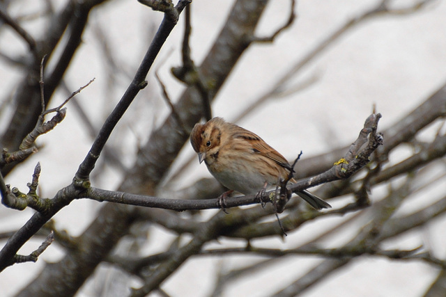 Bunting