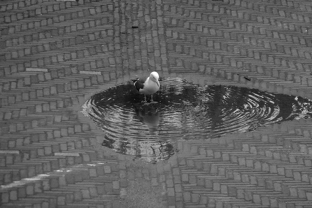 A Gull looking into the water