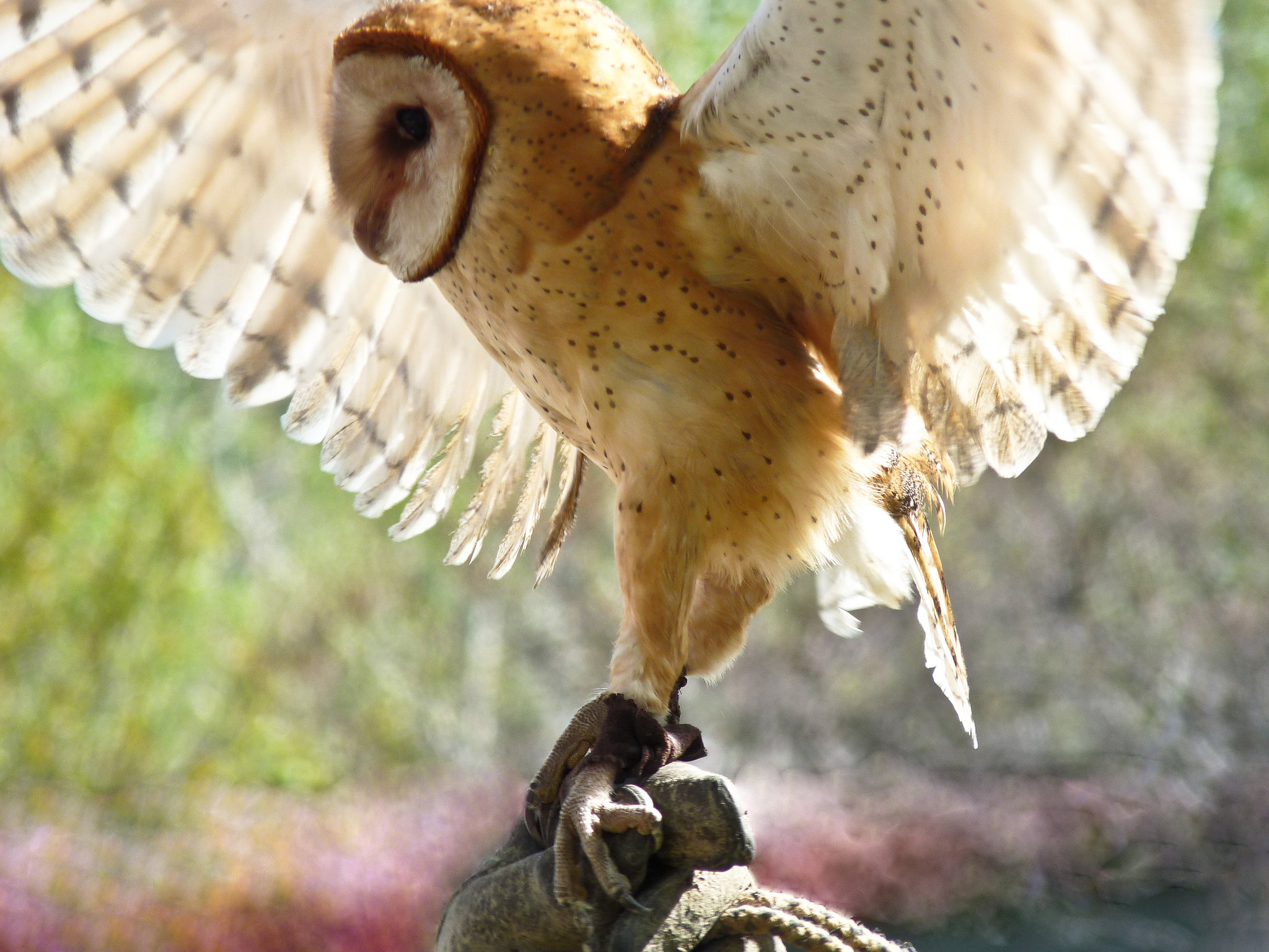 Barn Owl