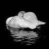 Sleeping Swan