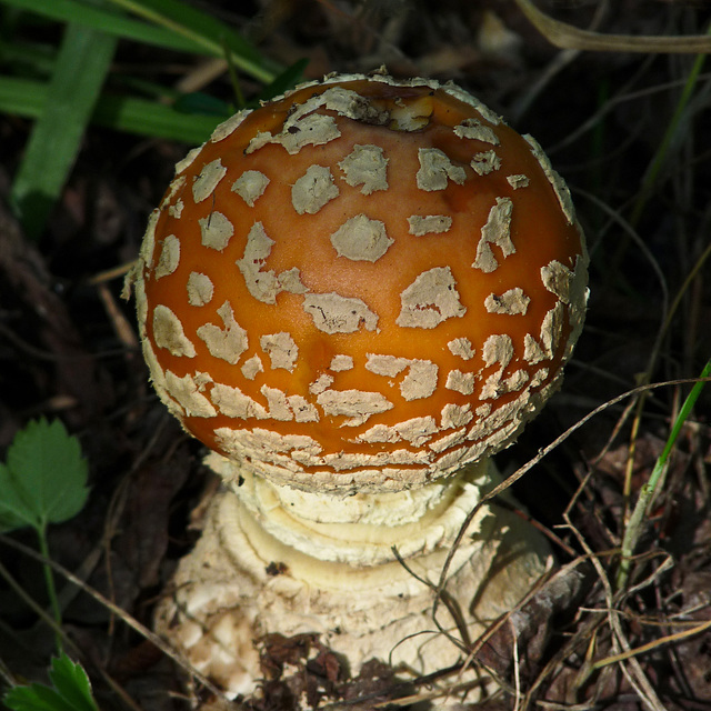 Wow - Amanita!