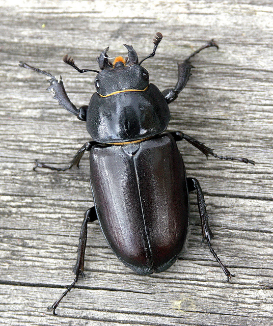 Female Stag Beetle