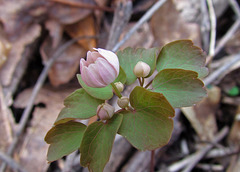 Rue Anemone Buds