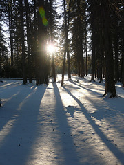 A winter walk