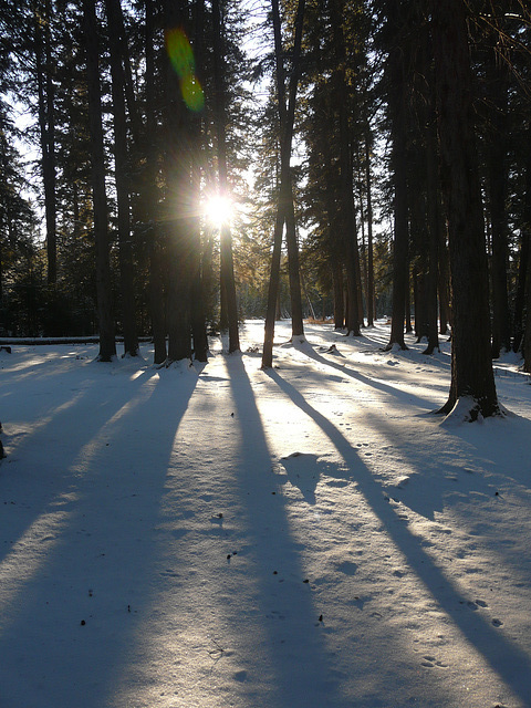 A winter walk