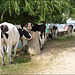 cattle seeking shade