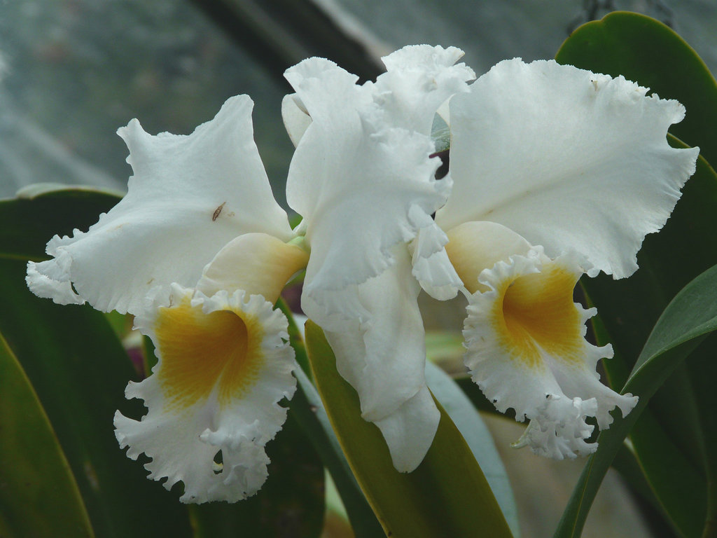 Orchid duo