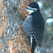Rare Black-backed Woodpecker