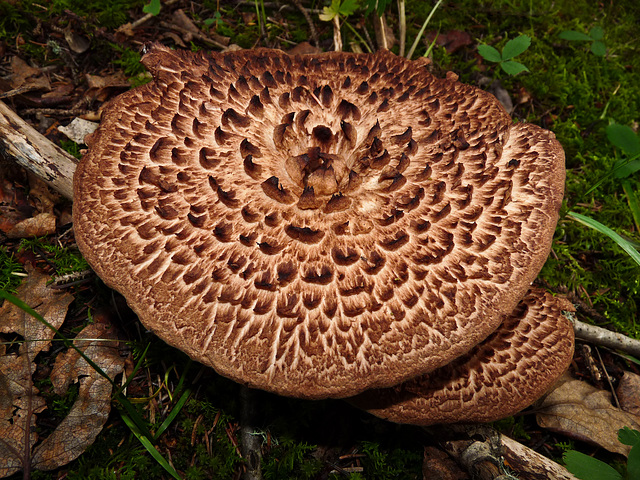 Scaly Hedgehog Fungus