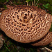 Scaly Hedgehog Fungus