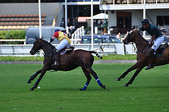 Polo tournament at Duindigt Hippodrome