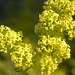 Yellow Bedstraw