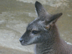 Bennett's Wallaby