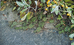 Opuntia humilis in habitat #1