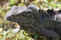 Male spinytail iguana