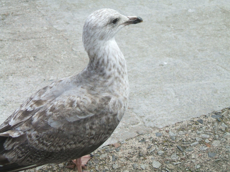 Young Gull