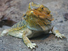 Inland Bearded Dragon