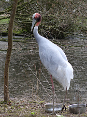 Saruskranich (Tierpark Schwaigern)