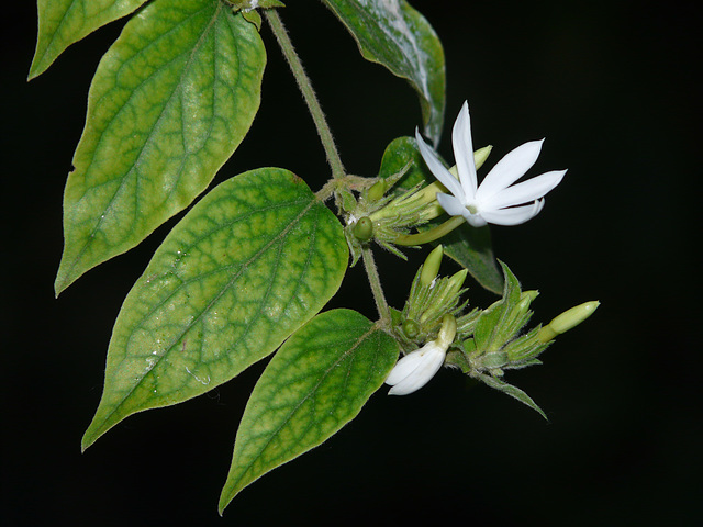 Angel Hair Jasmine