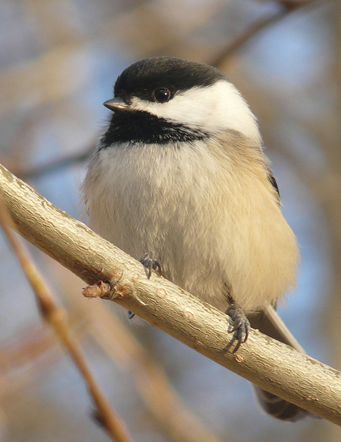 Black-capped Chickadee