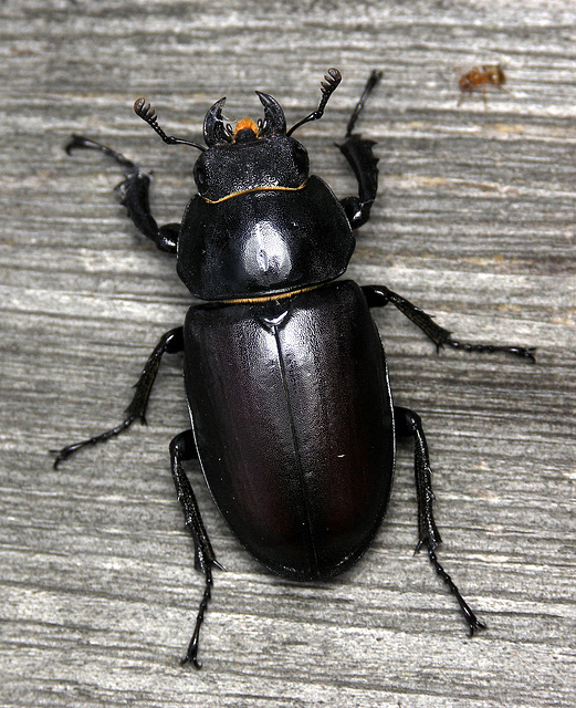 Female Stag Beetle