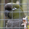 Felsensittich (Tierpark Schwaigern)