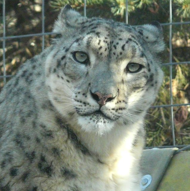 Snow Leopard