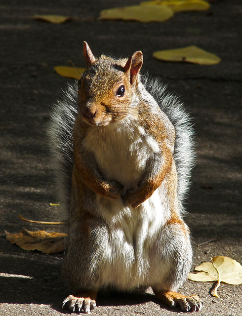 Hey lady, you got any peanuts?