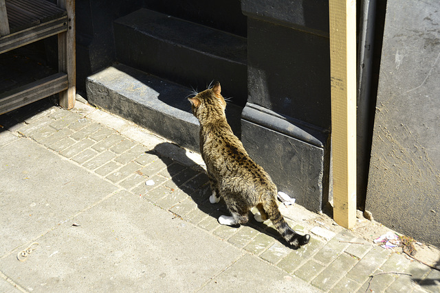 Streetwise cat in Amsterdam