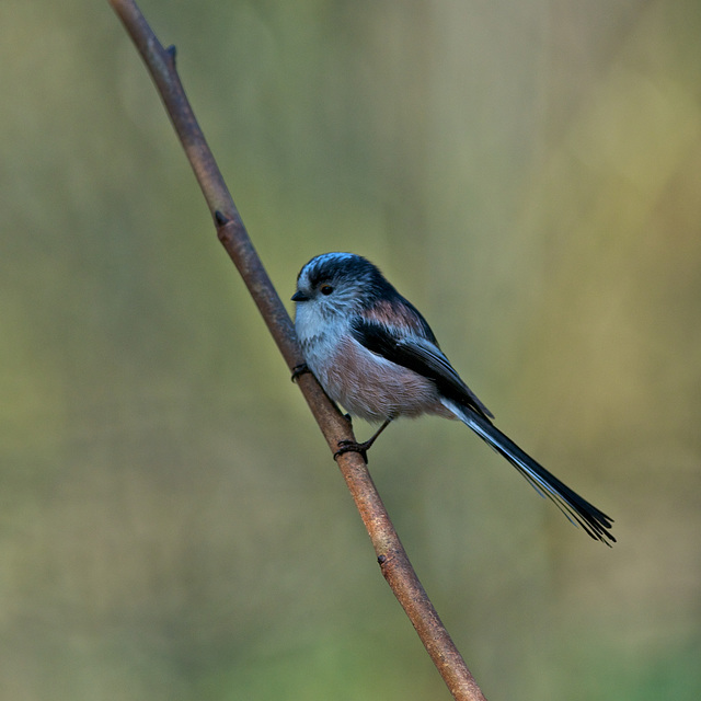 Long-tailed Tit