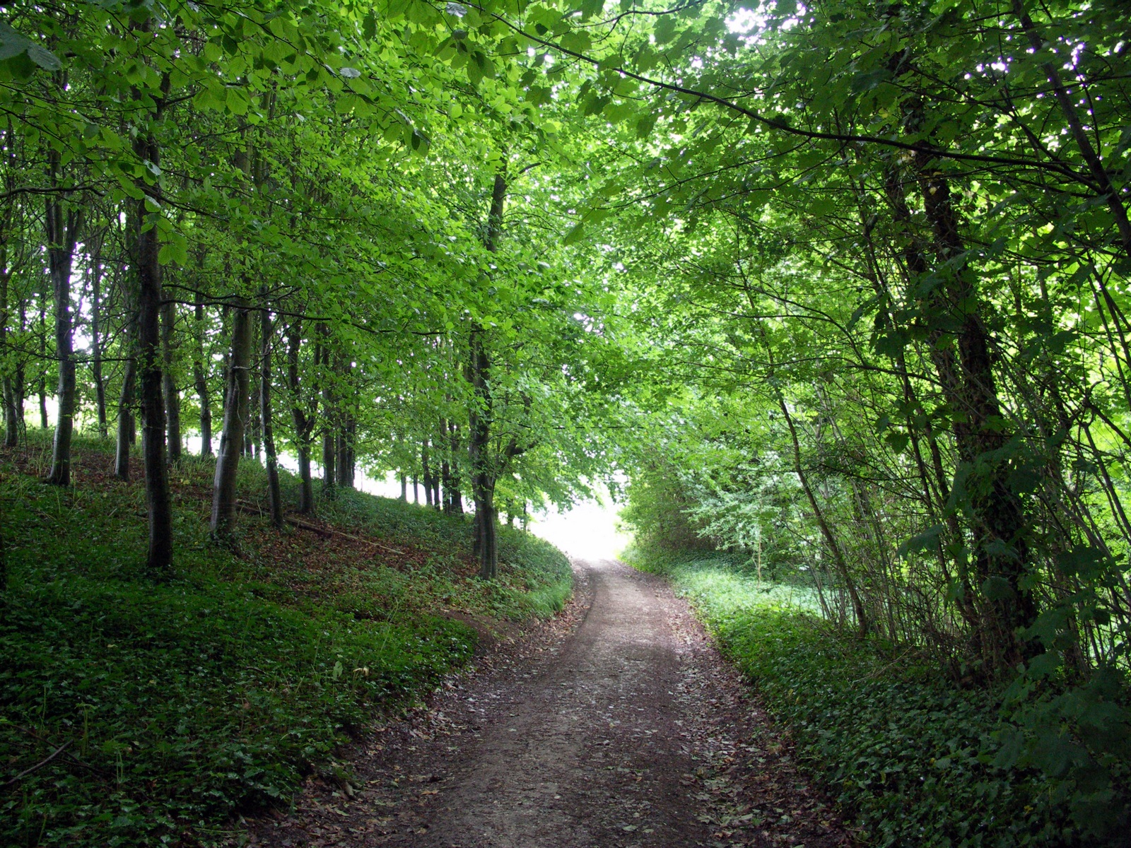 Avenue