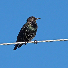 European Starling