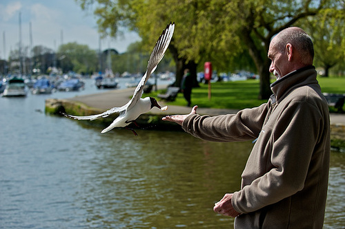 Feeding the birds