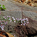 Sprig of Wildflowers