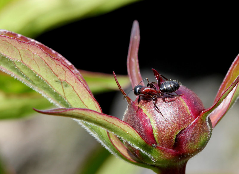 Fourmis- Tourner en rond