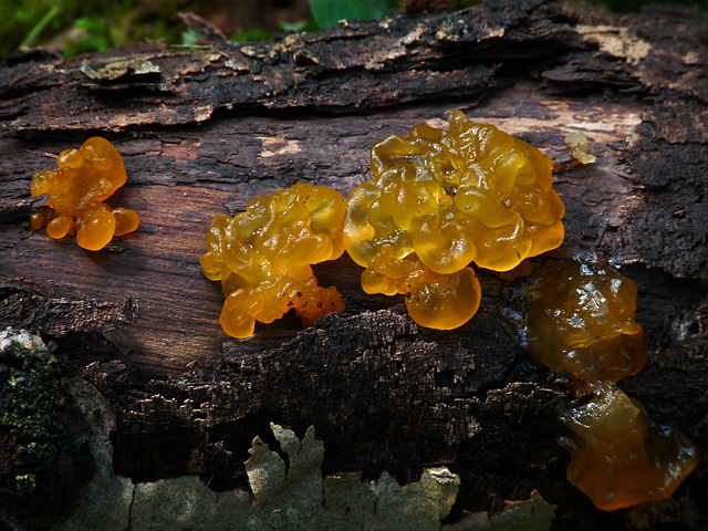 Witch's Butter