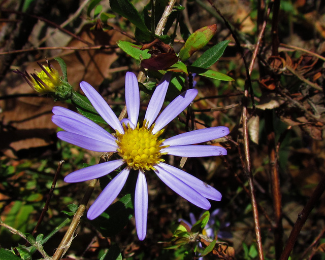 Wild Aster