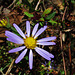 Wild Aster