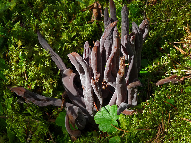 Purple Club Coral fungus